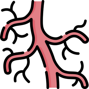 Vascular Surgeon